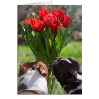 チューリップをストップ、かいで下さい