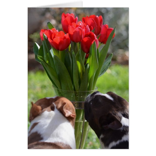 チューリップをストップ、かいで下さい (正面)