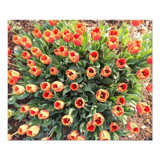 チューリップを上から見る フォトプリント            (正面)