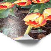 チューリップを上から見る フォトプリント            (角)