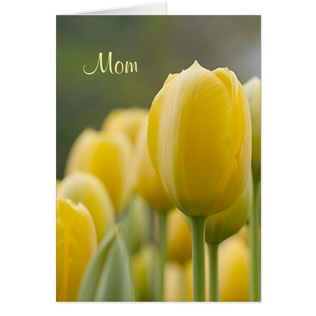 チューリップを立てて下さい (正面)