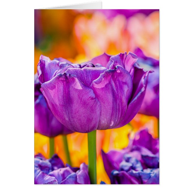 チューリップエンチャントパープル (正面)