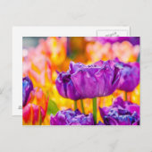チューリップエンチャントパープル ポストカード (正面/裏面)