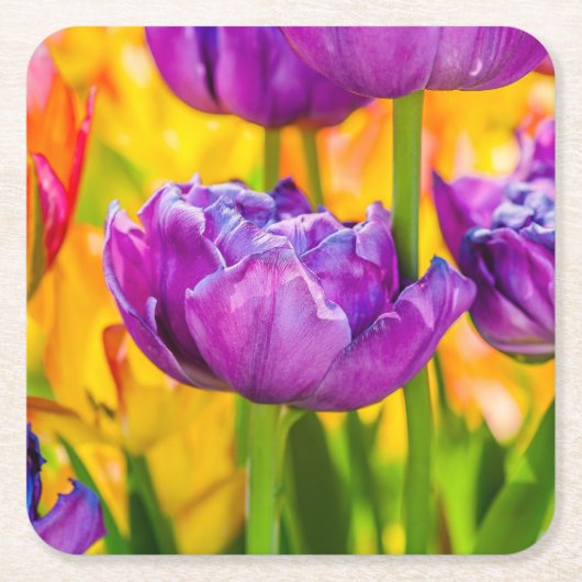 チューリップエンチャント深いピンク スクエアペーパーコースター (正面)