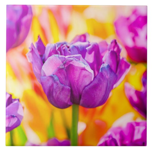 チューリップエンチャント06 タイル (正面)