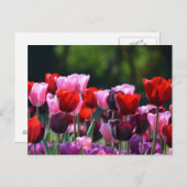 チューリップカラフルはがき ポストカード (正面/裏面)