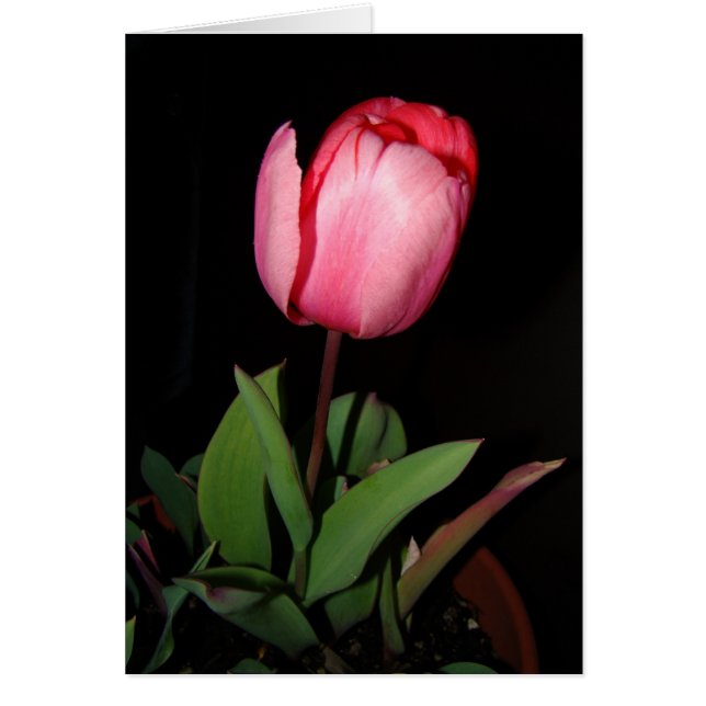 チューリップカード (正面)