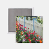 チューリップガーデンホワイトピケットフェンスMay NJの写真 マグネット (正面/裏面)