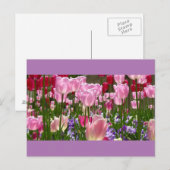チューリップガーデンポストカード ポストカード (正面/裏面)