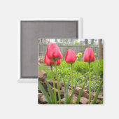 チューリップガーデン磁石 マグネット (正面/裏面)
