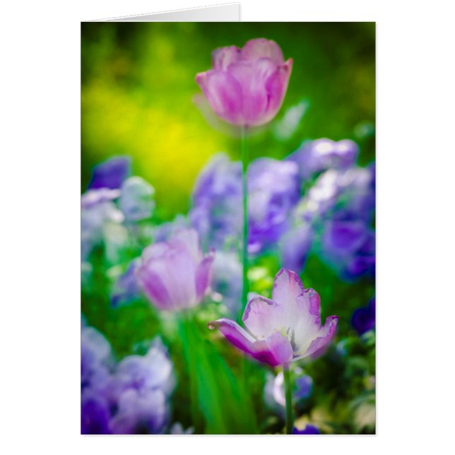 チューリップガーデン，ジヴェルニー，フランス (正面)