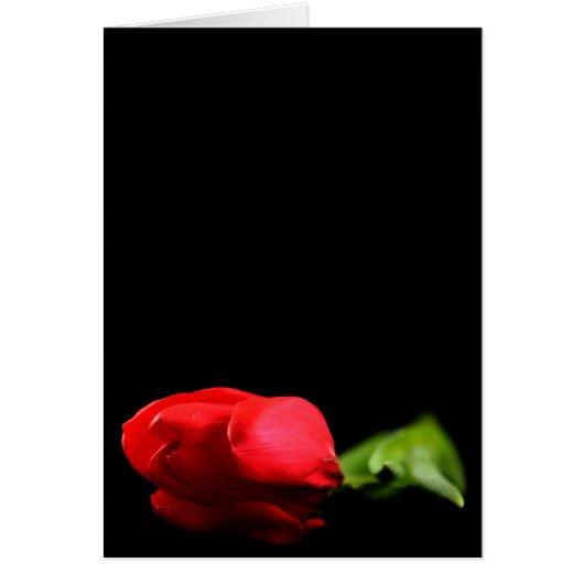 チューリップグリーティングカード (正面)