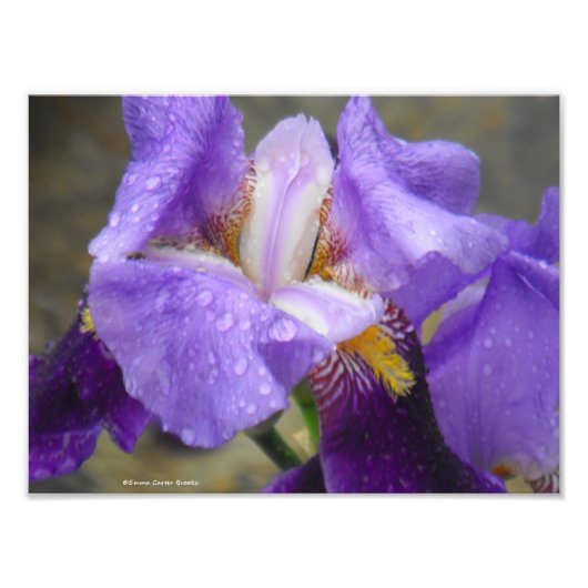 チューリップコレクションIVの解剖学 フォトプリント            (正面)