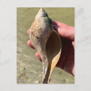 チューリップシェル フロリダ海洋生物写真 ポストカード