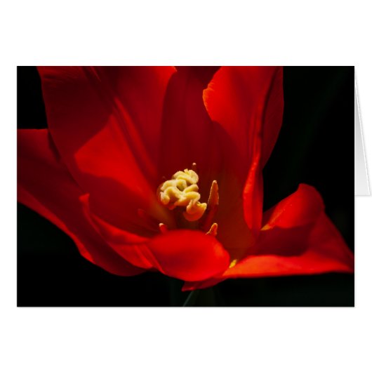 チューリップシナエダオレンジ (正面横)