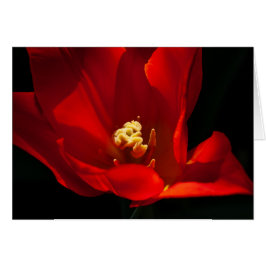 チューリップシャネダオレンジ