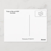 チューリップス ポストカード (裏面)