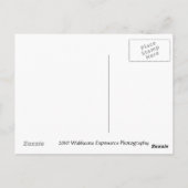 チューリップス ポストカード (裏面)