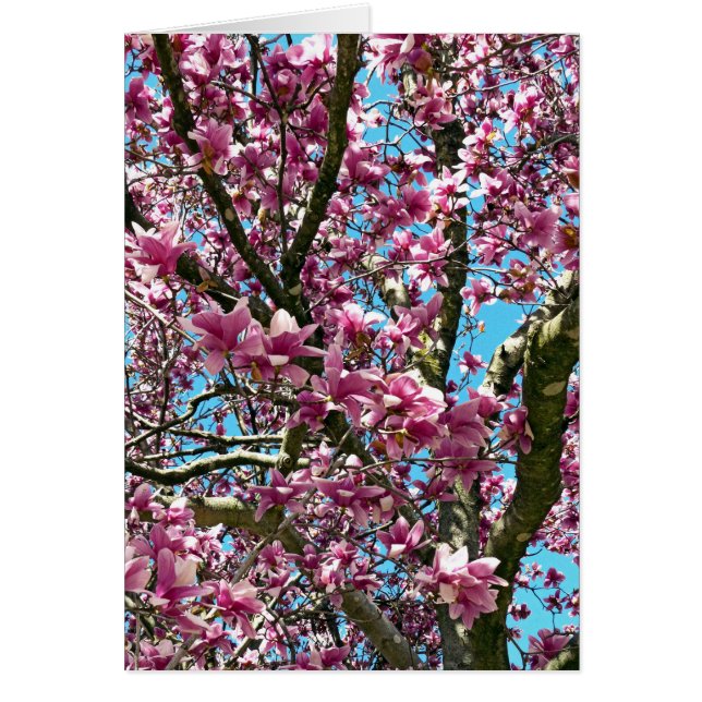 チューリップツリー (正面)