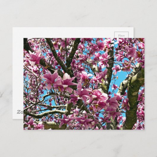 チューリップツリー ポストカード (正面/裏面)