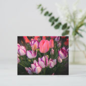 チューリップピースフレーム&アフェアポストカード ポストカード (スタンド正面)