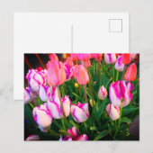 チューリップピースフレーム&アフェール#2ポストカード ポストカード (正面/裏面)