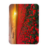 チューリップフィールズアットサンセットインオランダ マグネット (縦)