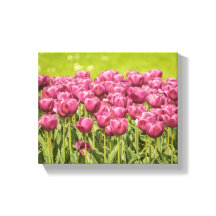 チューリップフィールド花写真