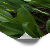 チューリップフィールド ポスター (角)