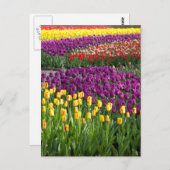 チューリップフィールド ポストカード (正面/裏面)