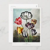 チューリップフラワーアートワーク シーズンポストカード (正面/裏面)