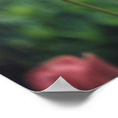 チューリップフローラチューリップガーデン春デイフラワーズ ポスター (角)