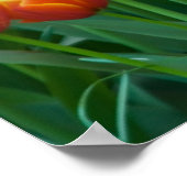 チューリップポスター ポスター (角)