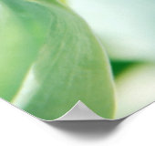 チューリップポスター ポスター (角)