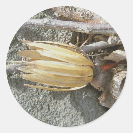 チューリップポプラ種頭ステッカー ラウンドシール (正面)