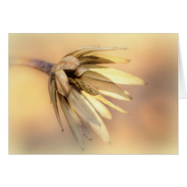 チューリップポプラ空シードポッド (正面横)