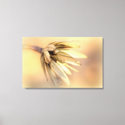 チューリップポプラ空シードポッド キャンバスプリント (正面)