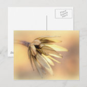 チューリップポプラ空シードポッド ポストカード (正面/裏面)