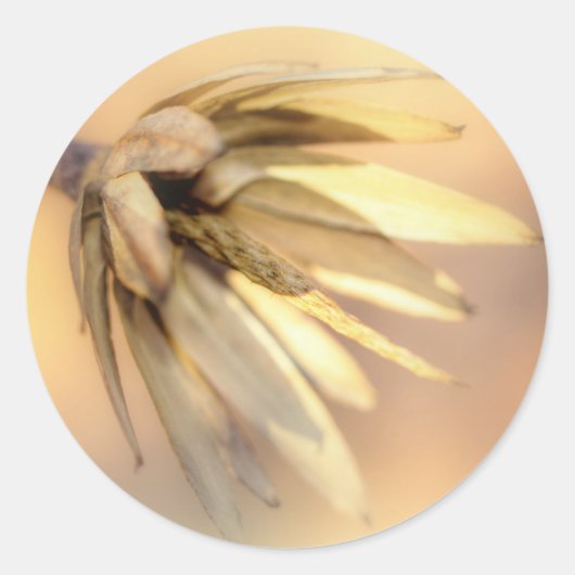 チューリップポプラ空シードポッド ラウンドシール (正面)