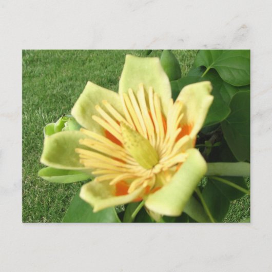 チューリップポプラ ポストカード (正面)