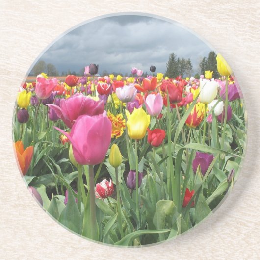 チューリップ分野のコースター コースター (正面)