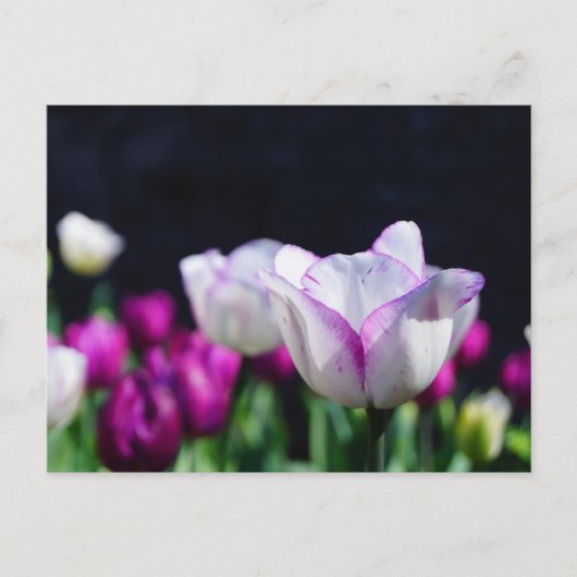 チューリップ喜びポストカード ポストカード (正面)