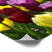 チューリップ夢 ポスター (角)