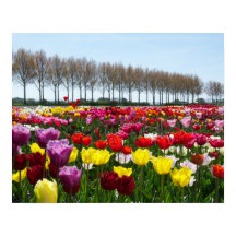チューリップ夢