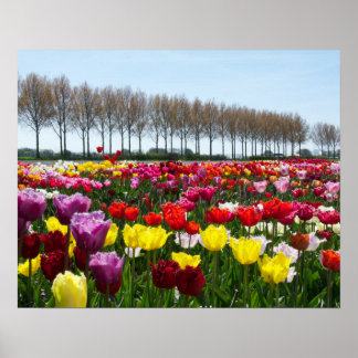 チューリップ夢 ポスター