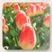 チューリップ天国 コースター (正面)