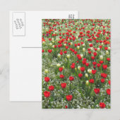 チューリップ層 ポストカード (正面/裏面)