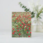 チューリップ層 ポストカード (スタンド正面)