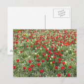 チューリップ層 ポストカード (正面/裏面)