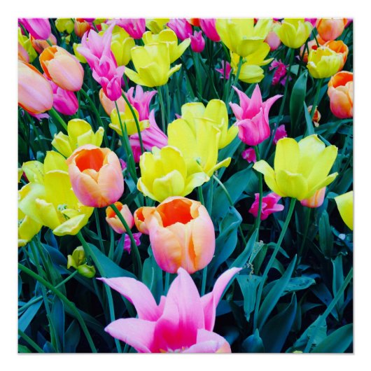 チューリップ市 ポスター (正面)